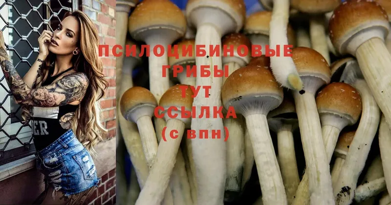 Псилоцибиновые грибы Psilocybe  Ясногорск 